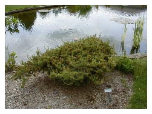 PINUS banksiana 'Schoodic'